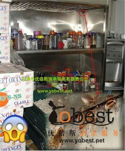 成功案例