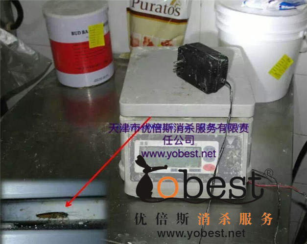 成功案例