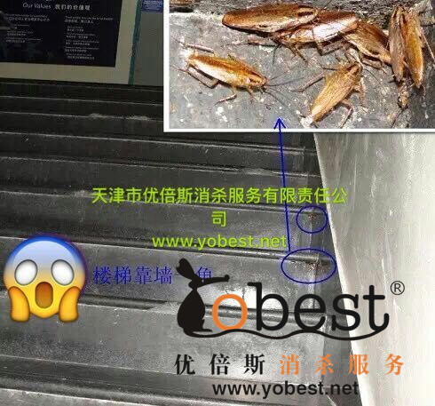 成功案例